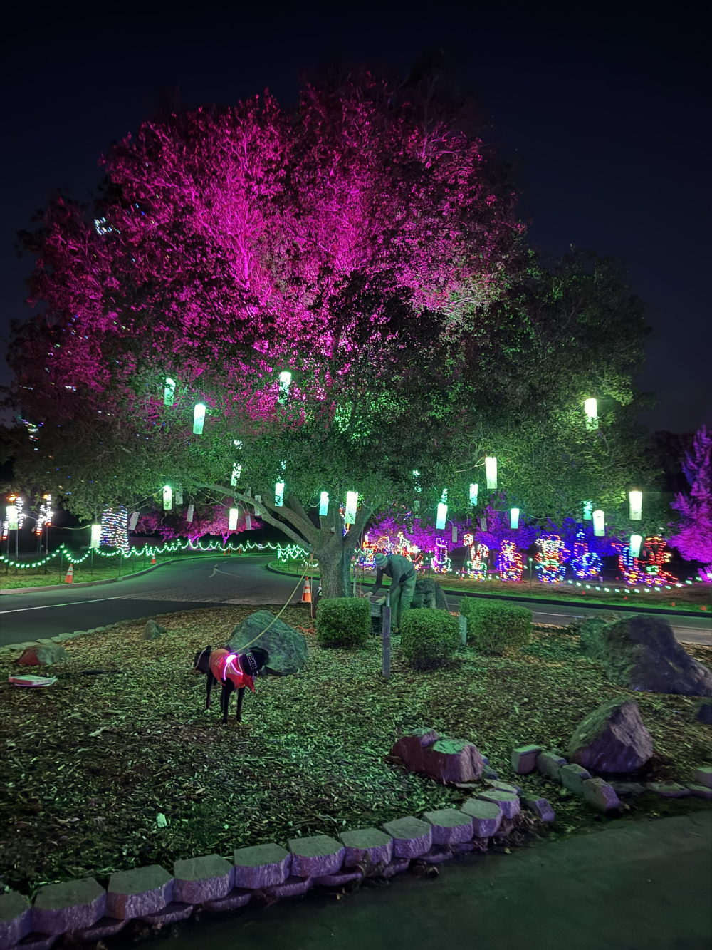 48 handmade lanterns in a tree