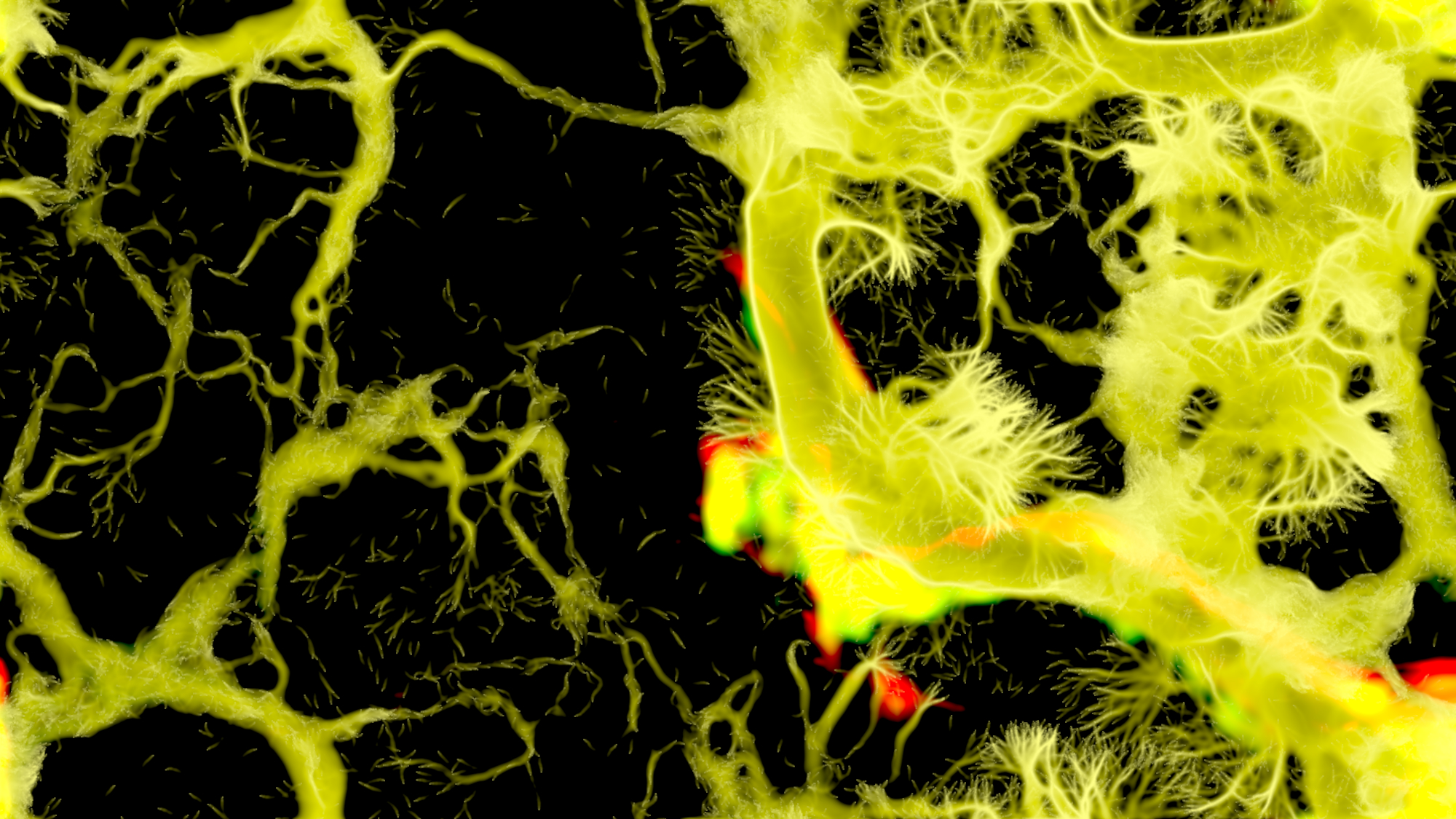Slime mold animation